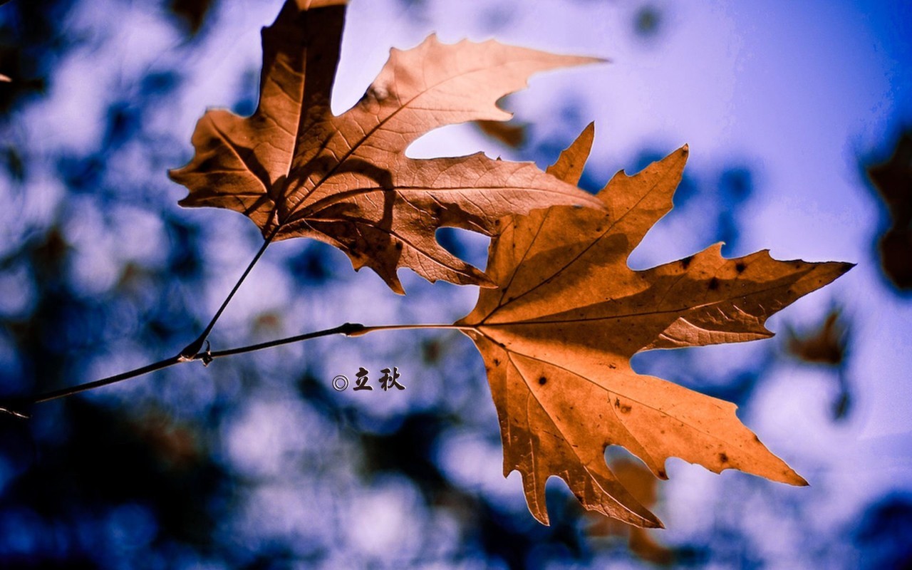 立秋，秋风起，收获的季节来临