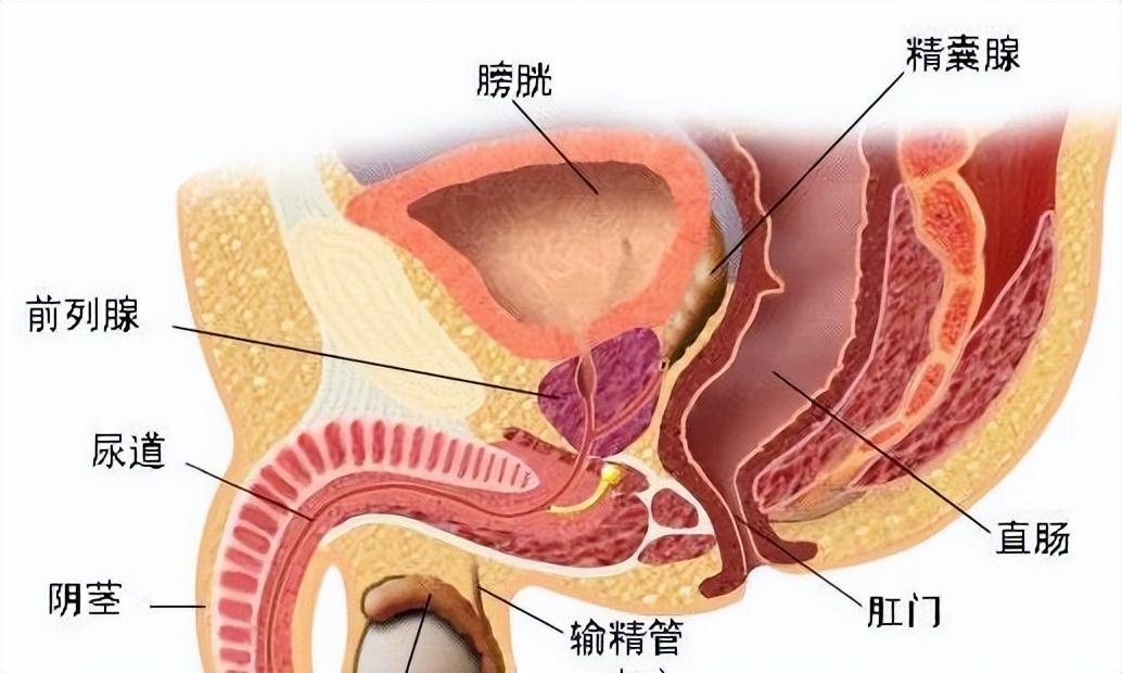 男科守护男性健康，幸福生活从此起航