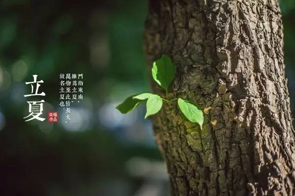 立夏，中国传统节气下的生活智慧与诗意探寻