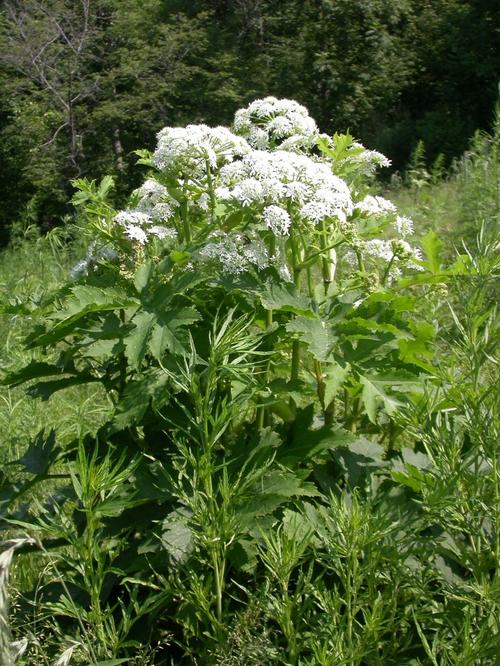 防风植物高清图片大全，美丽风光一览无余