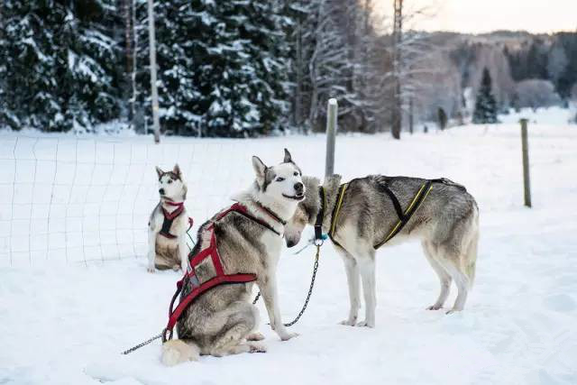 冬季独特体验，坐雪橇英语之旅