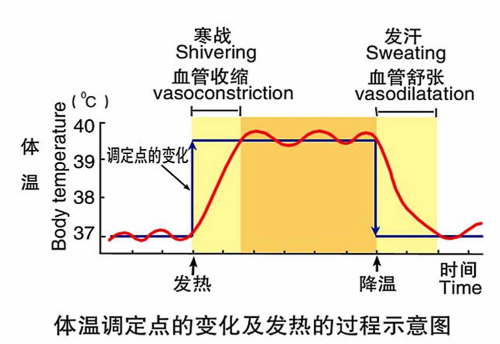 人体体温调节中枢的核心机制与功能深度解析